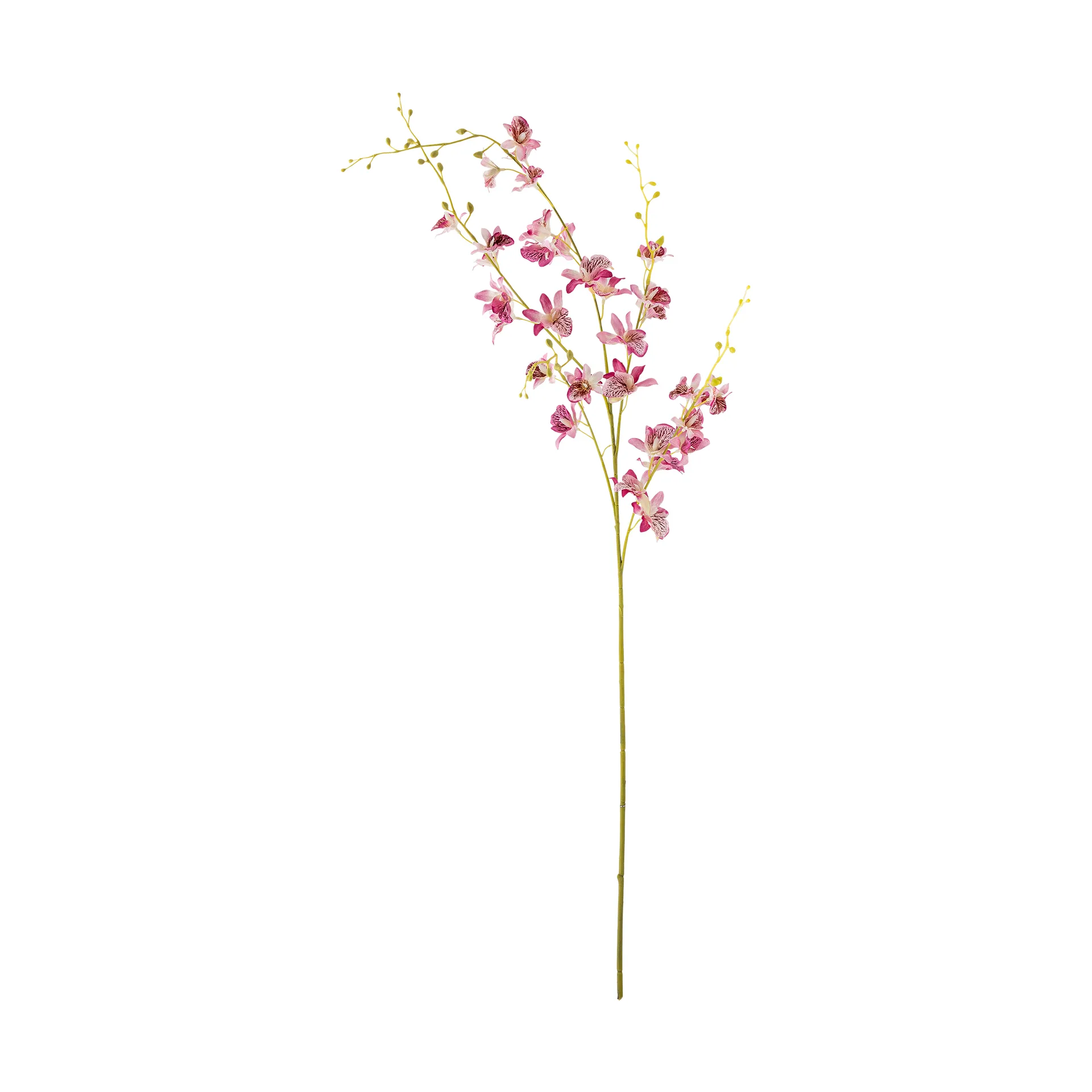 Stem orchid wax flower, 粉色 Bloomingville