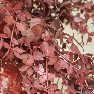 勃艮第红 枫叶 人造花束 - 107cm，4件 - Botané