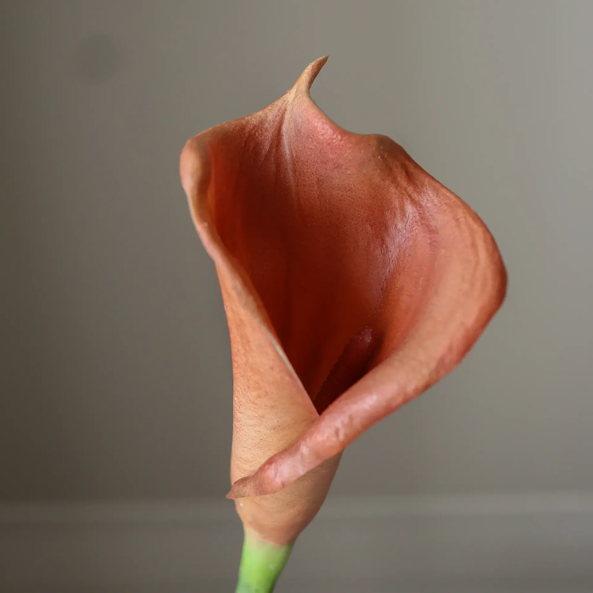马蹄莲 人造花束, 棕色，62cm，8件 Botané