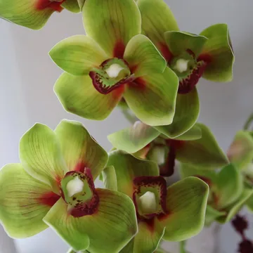 Velvet Vine 绿野幽兰 仿真花艺术装置 - 兰花-苋花_6支装 - Botané
