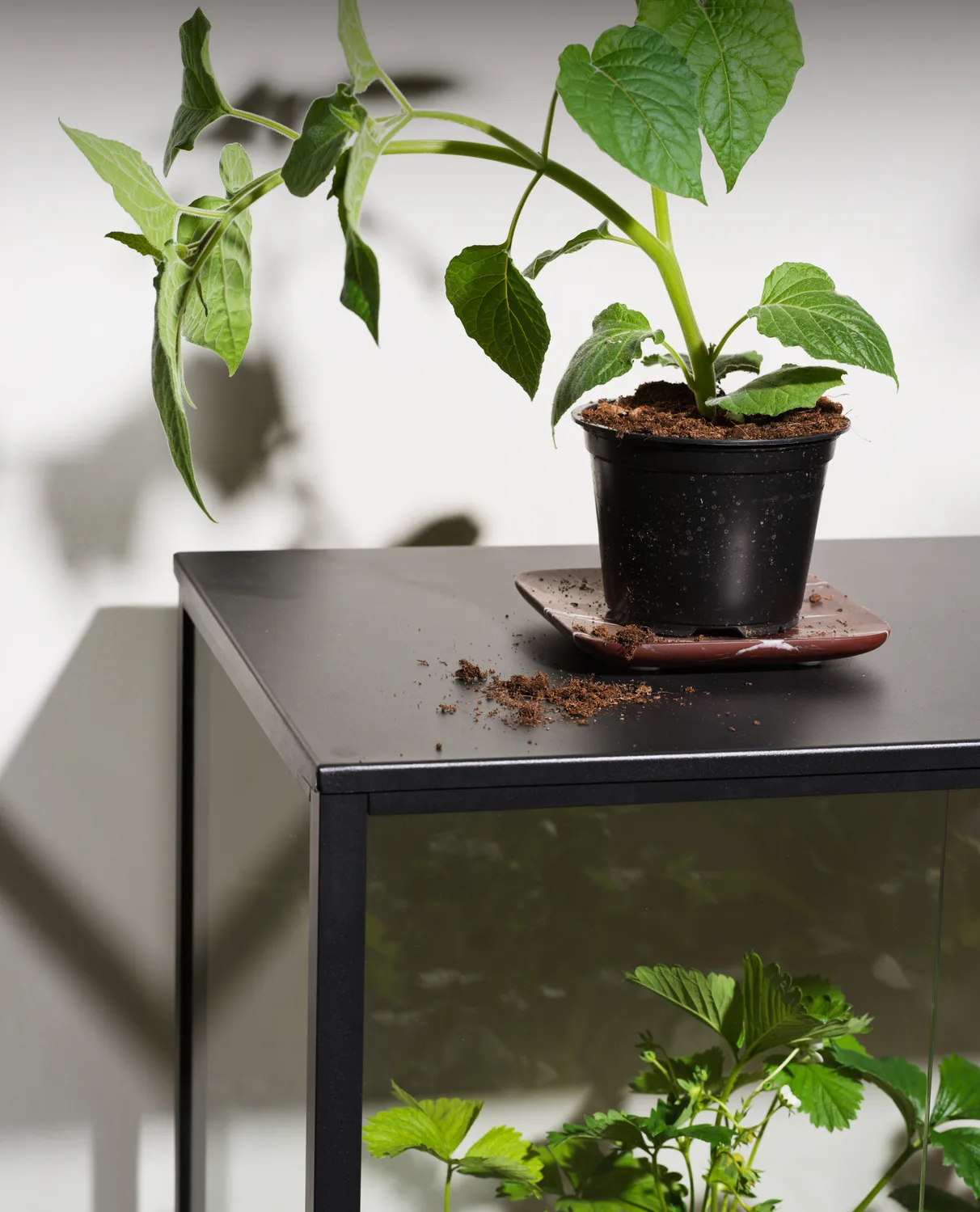 Grower Greens 种植柜, 黑色_81x82cm Brafab
