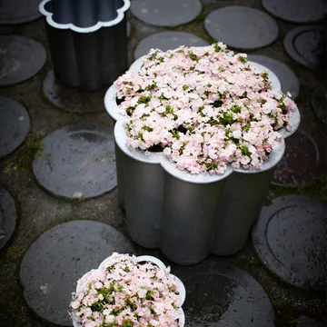 Gråsippa 花盆 - 砂铸铝_2号_Ø41cm - Byarums bruk