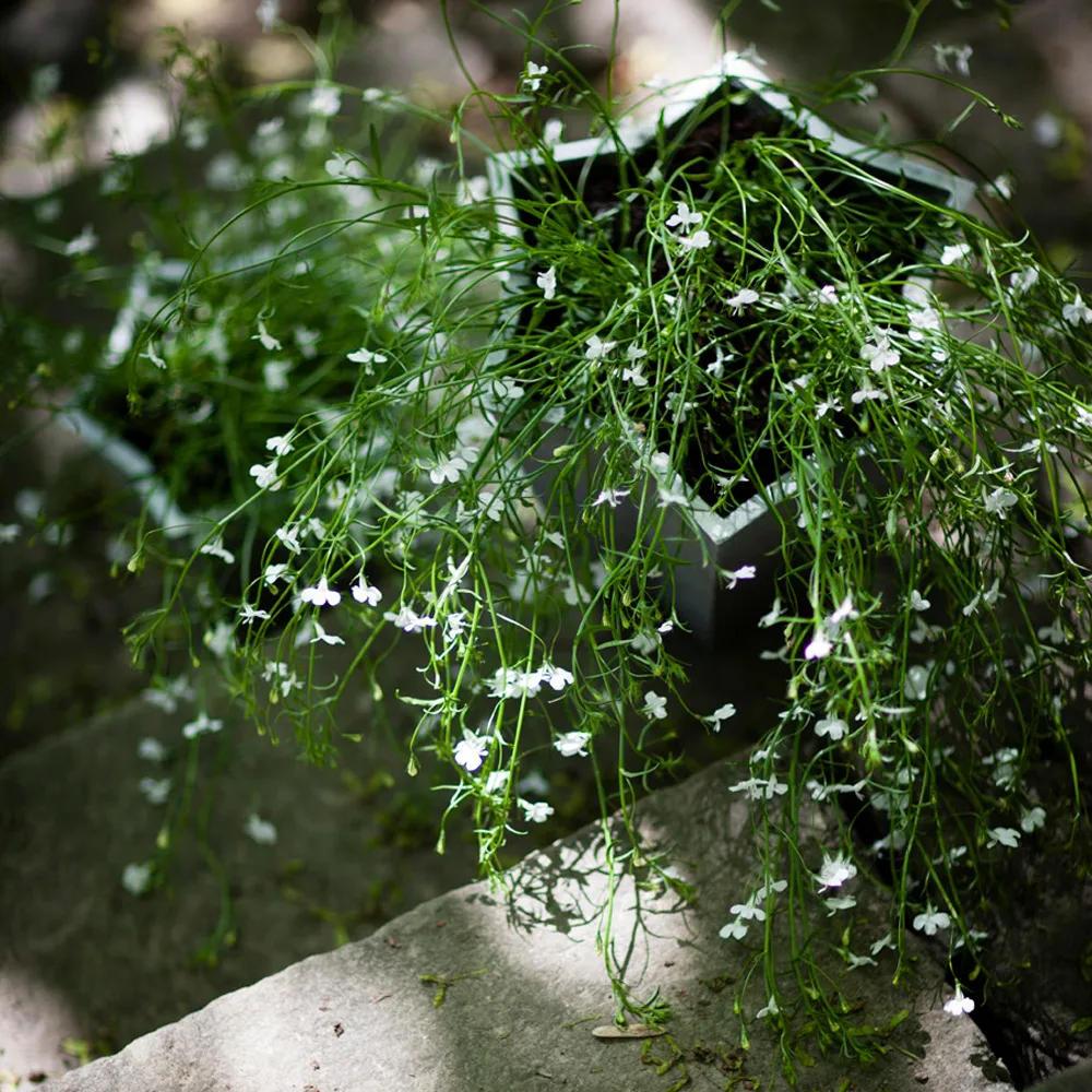 Stjärnkruka 盆, 铝色_矮款_Ø23cm Byarums bruk