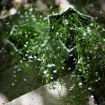 Stjärnkruka 盆 - 铝色_矮款_Ø23cm - Byarums bruk