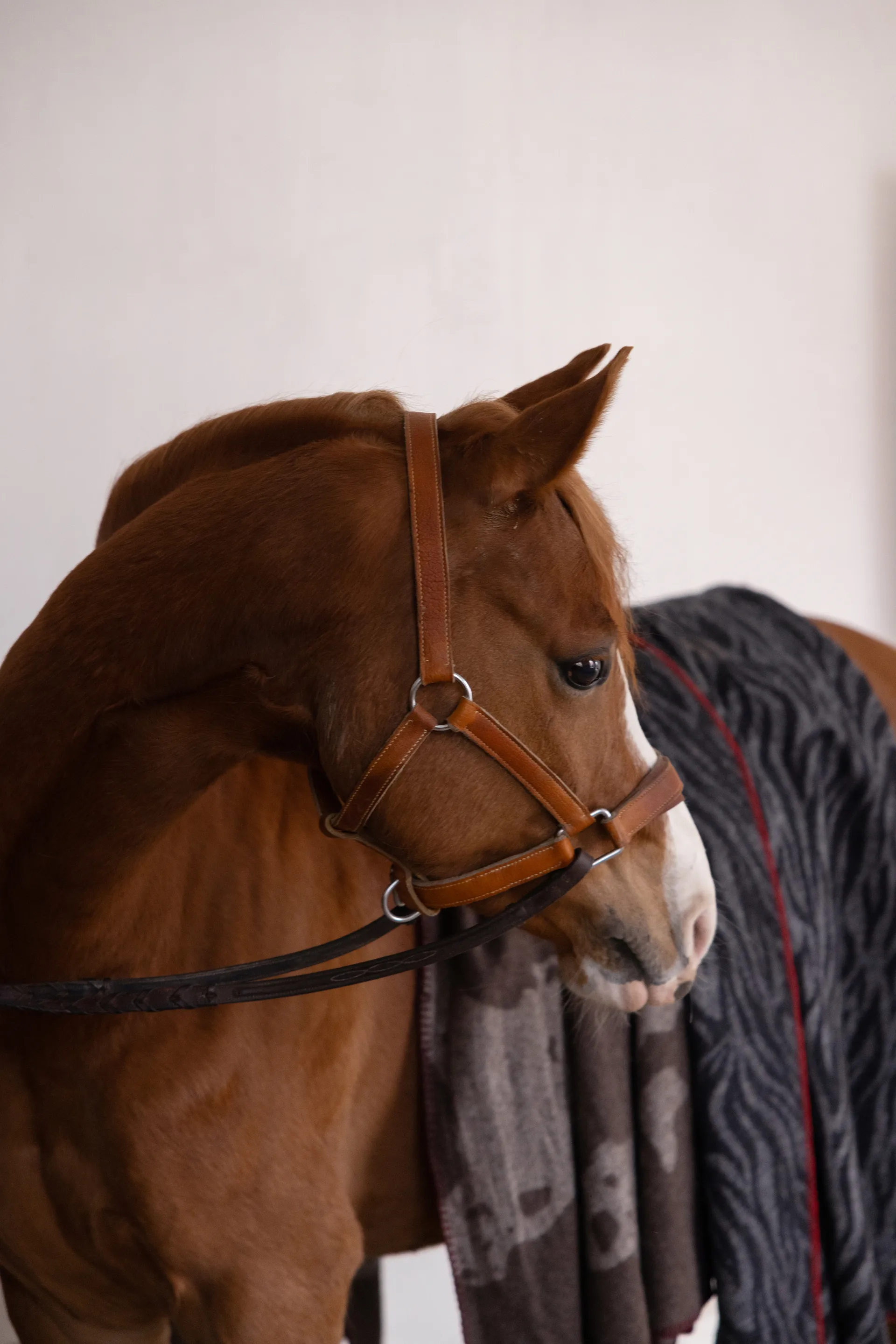Anima 毯子 130x200 cm, 奶牛花纹 Byon