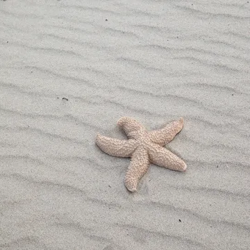Mandy starfish - 米色 - Byon
