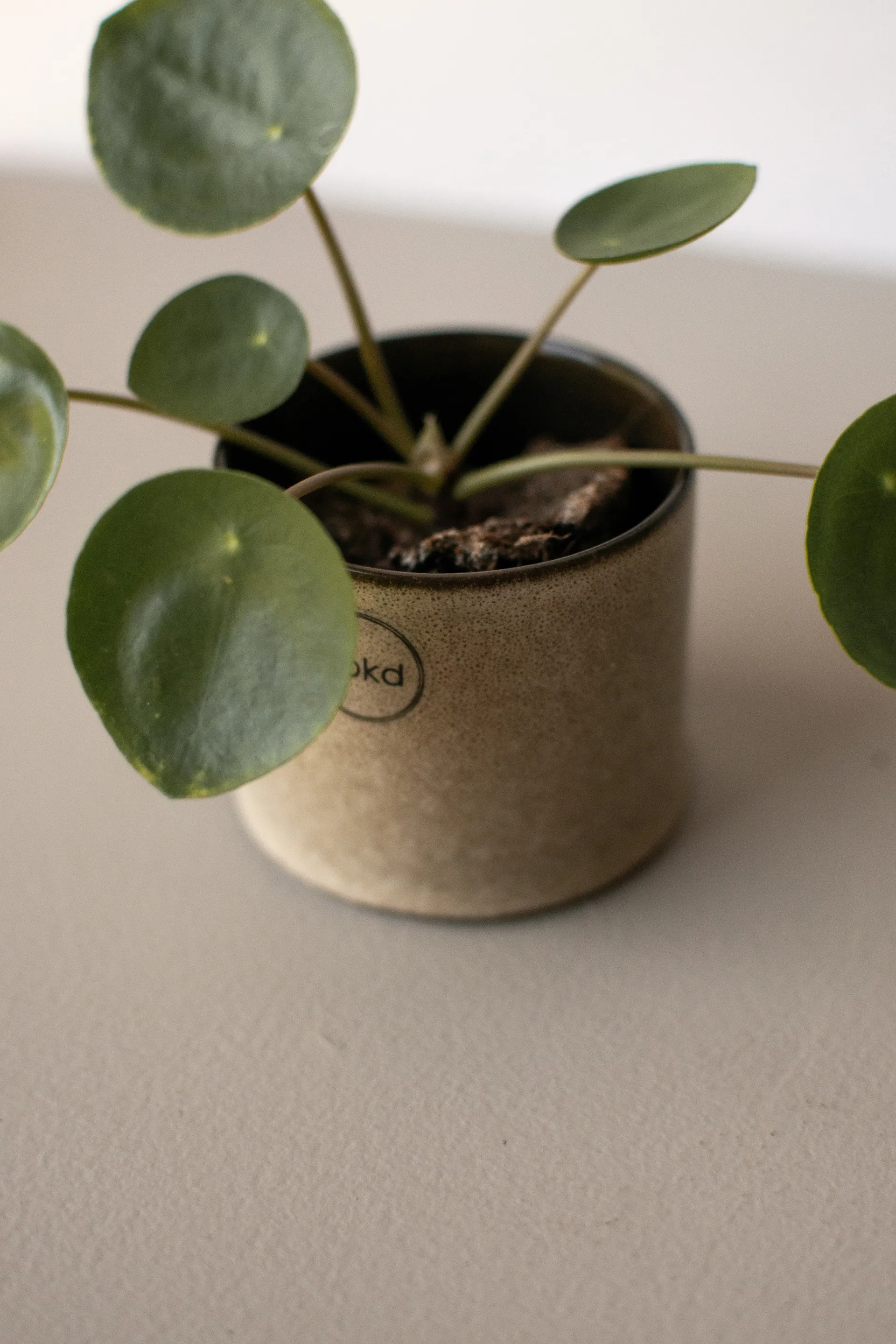 Astillbe 花盆 小 Ø7 cm, 米色 DBKD