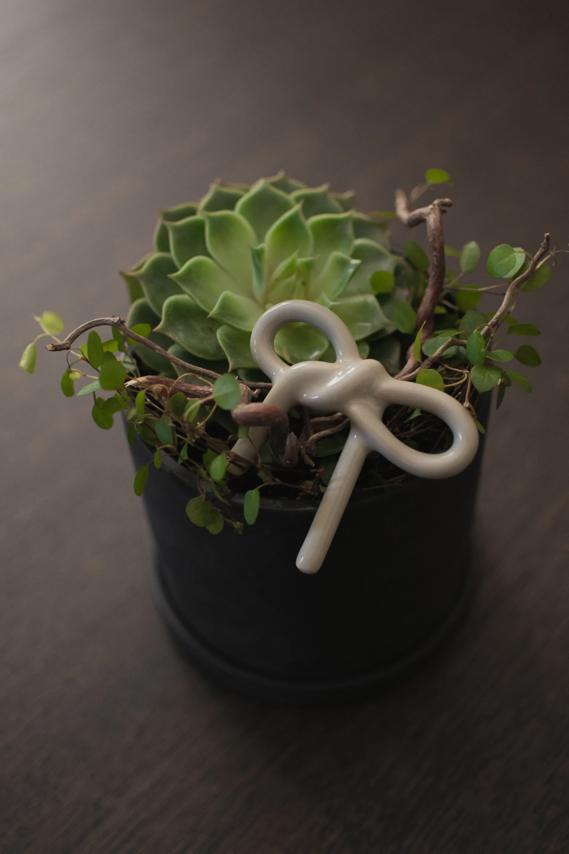 Bow floral 装饰, Shiny Mole DBKD