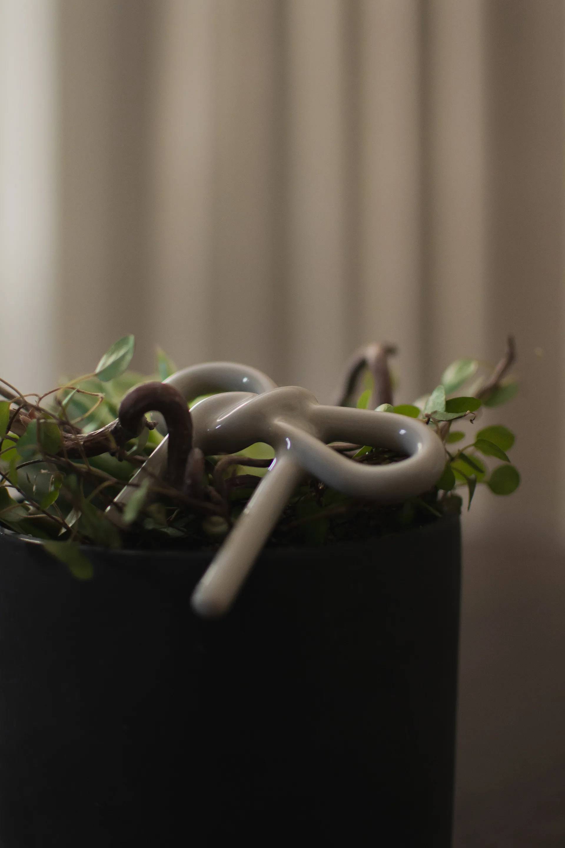 Bow floral 装饰, Shiny Mole DBKD