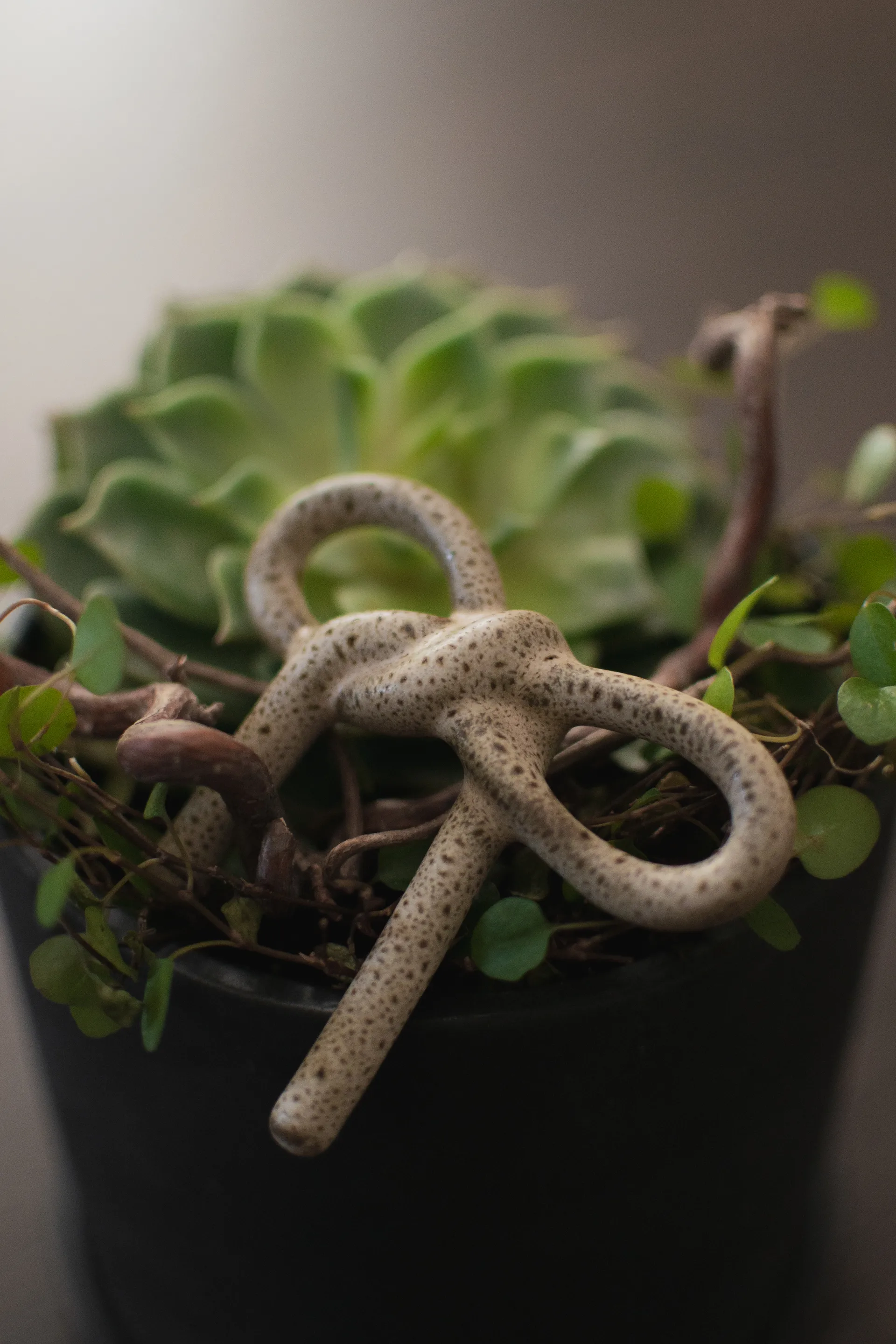 Bow floral 装饰, 米色 DBKD