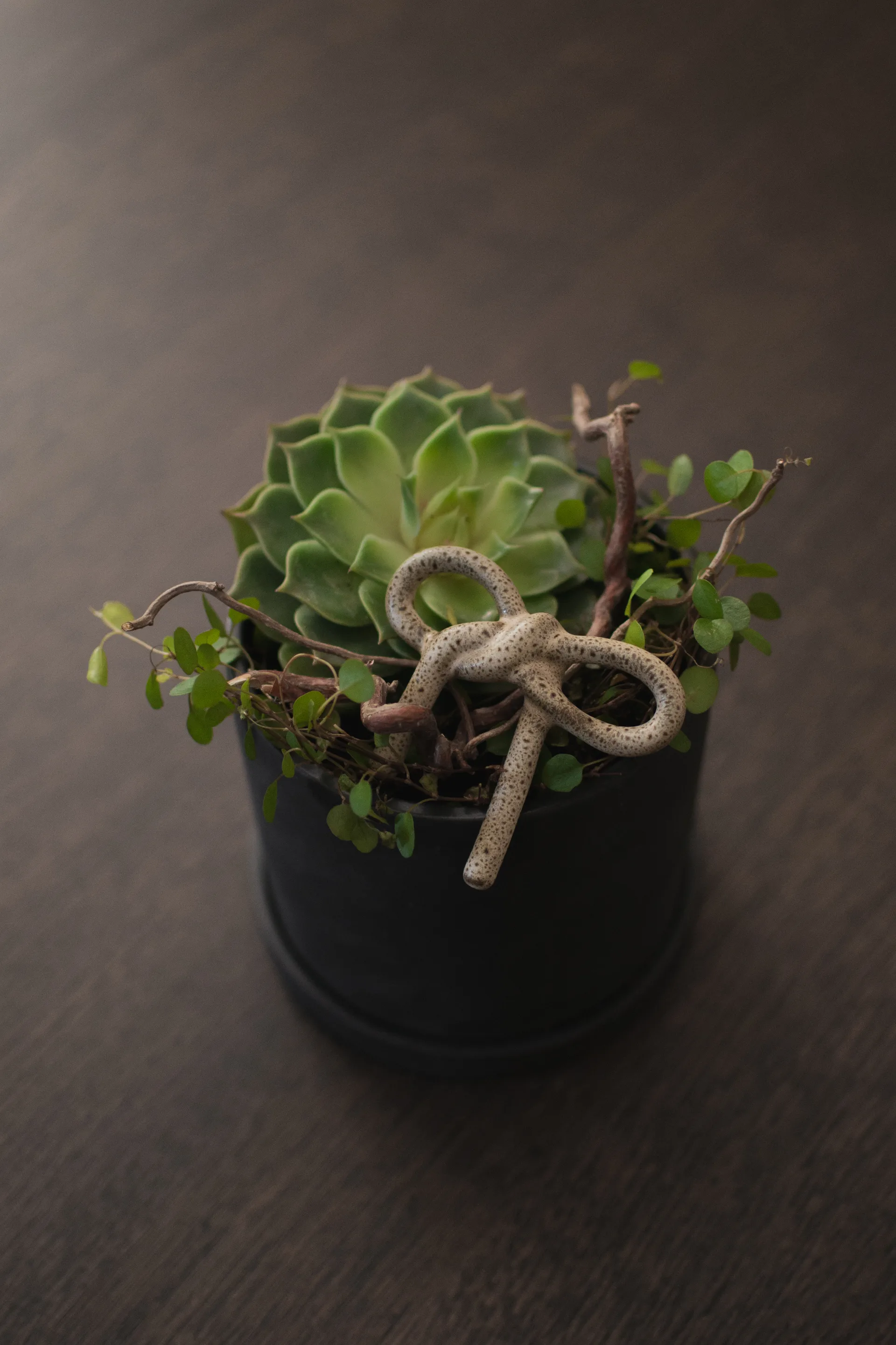 Bow floral 装饰, 米色 DBKD