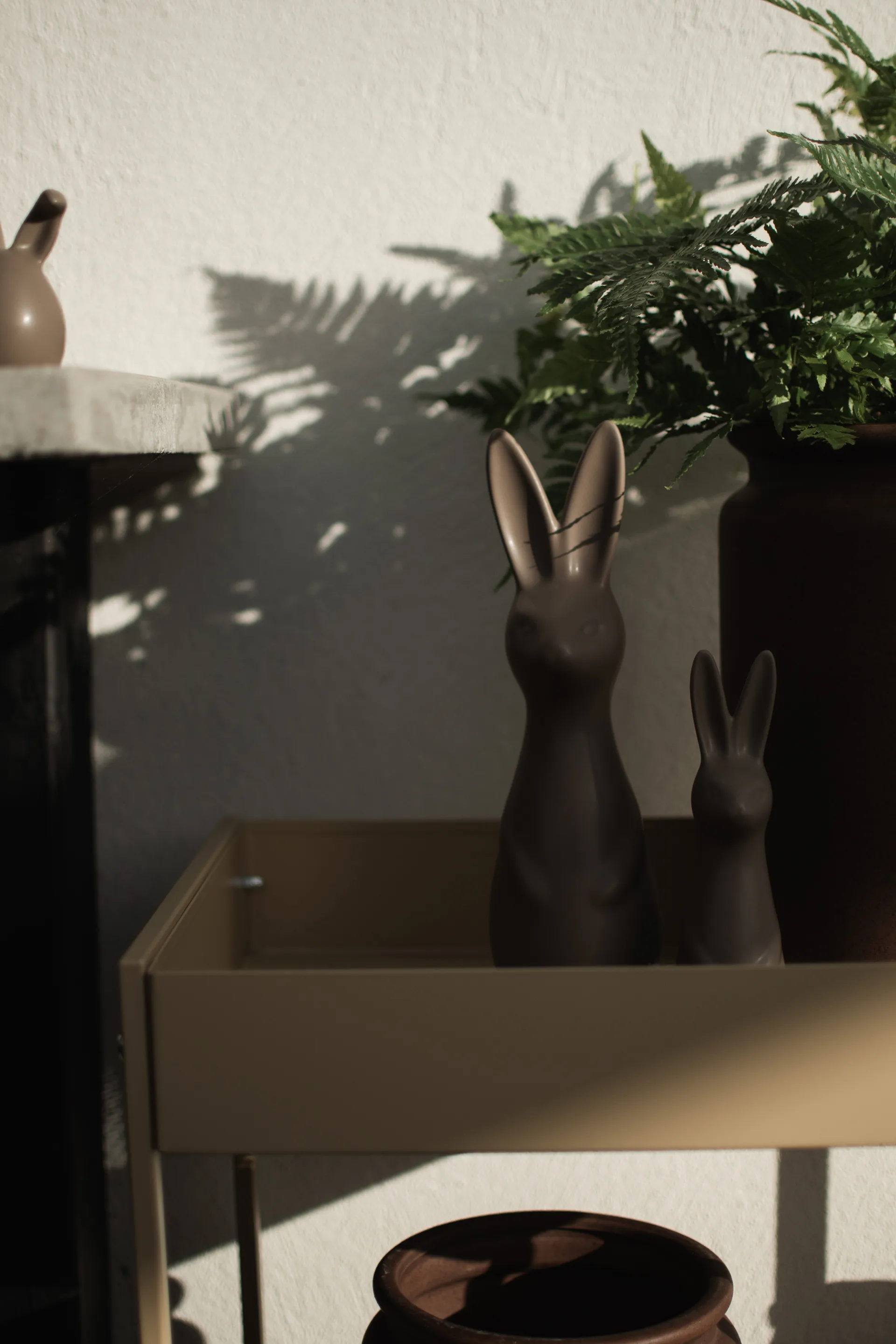 Swedish rabbit 大,  DBKD