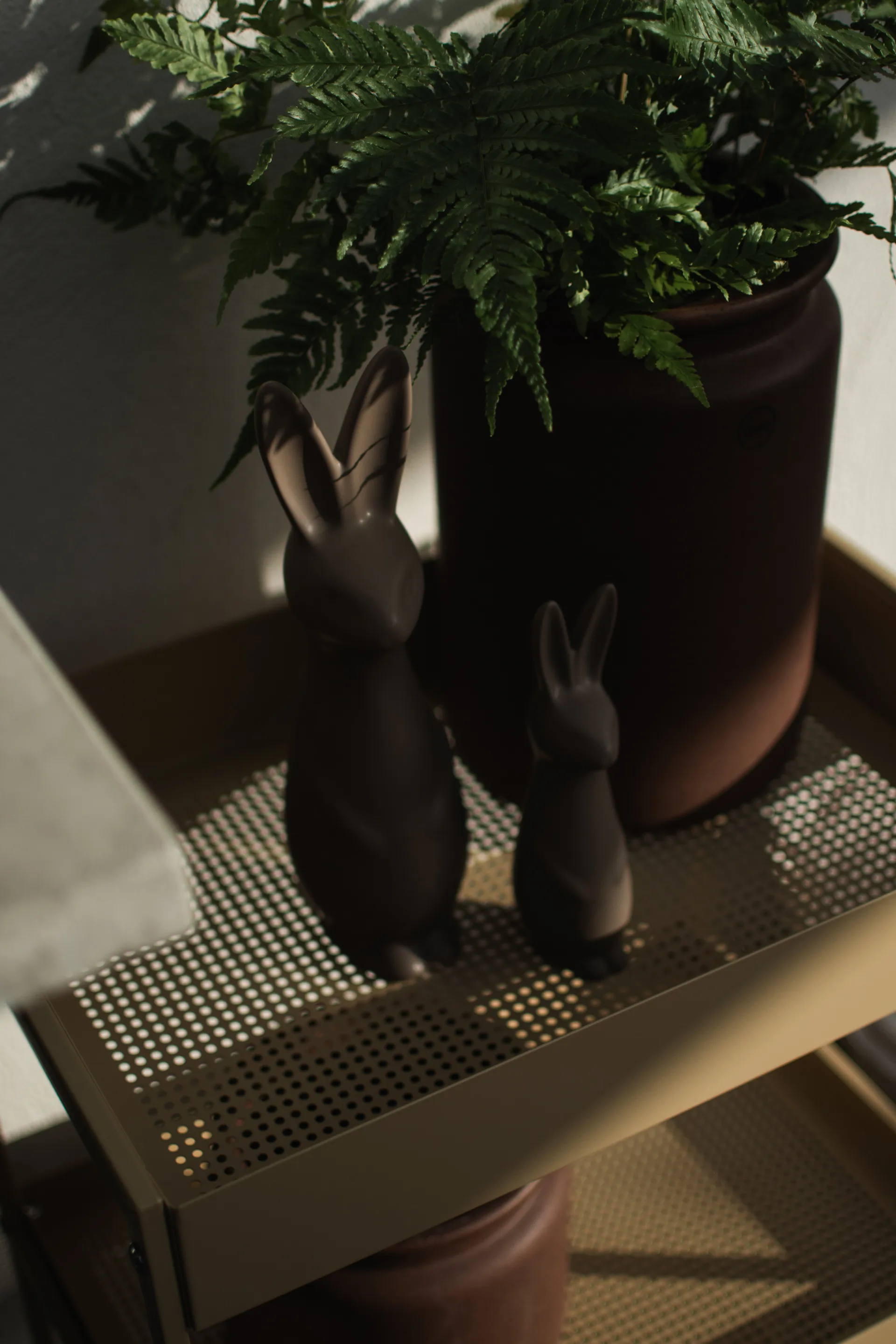 Swedish rabbit 大,  DBKD