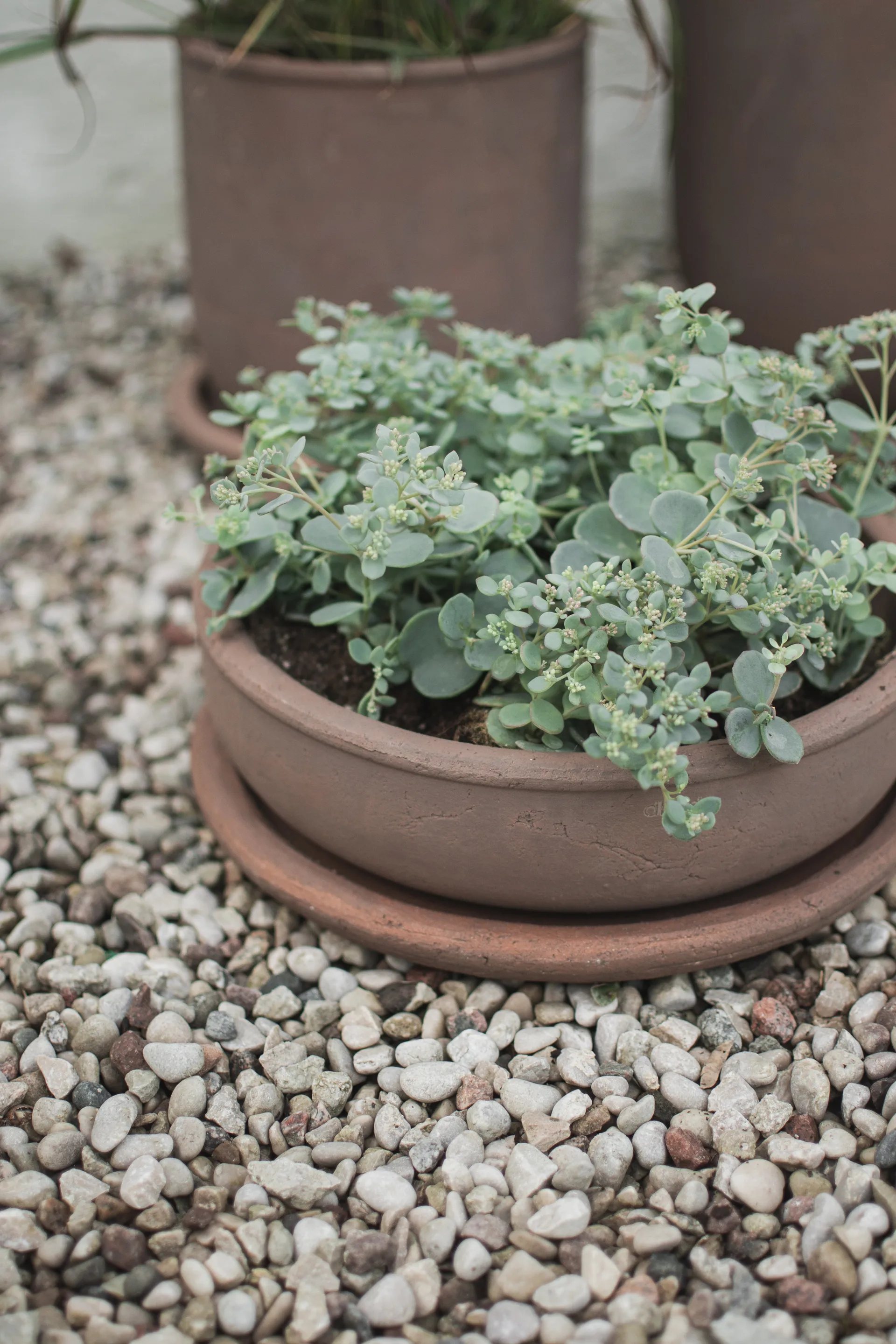 Terra 碗型种植盆, 棕色_Ø30x10.5cm DBKD