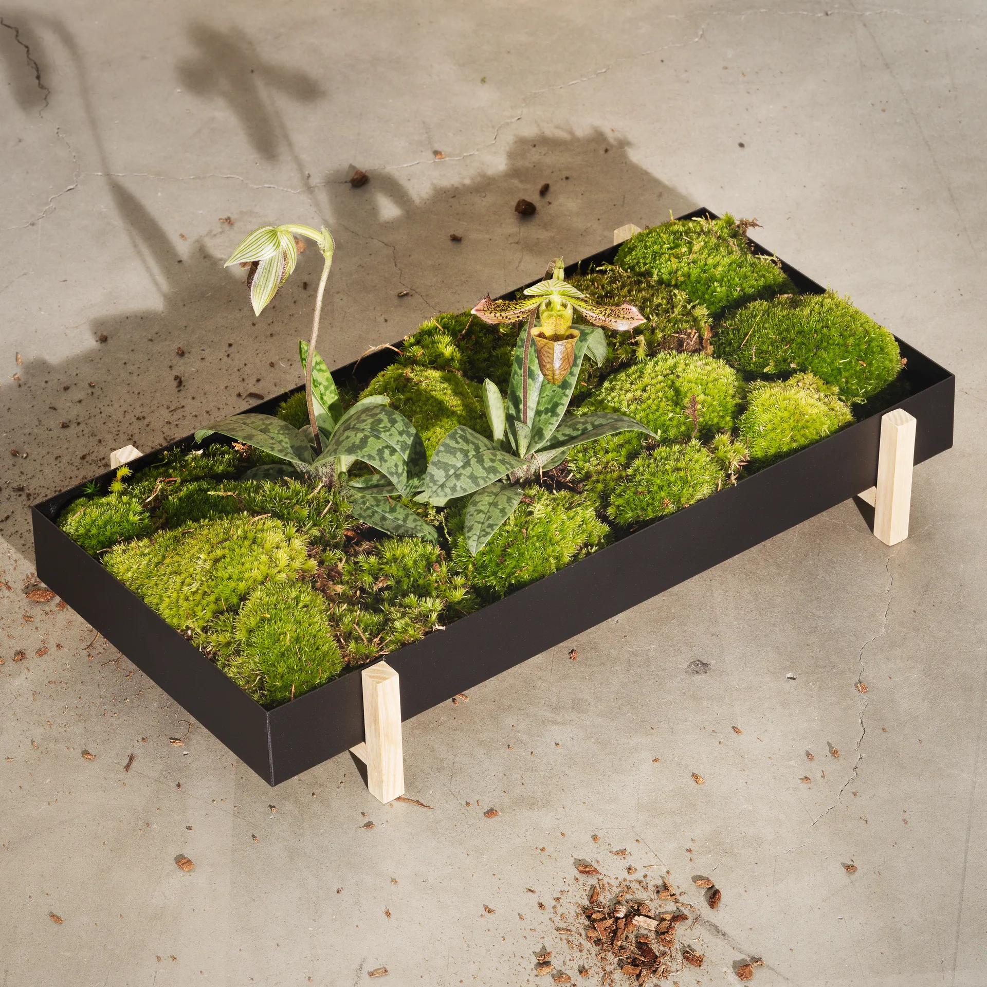 Botanic Flower Tray flower box, 黑色 Design House Stockholm