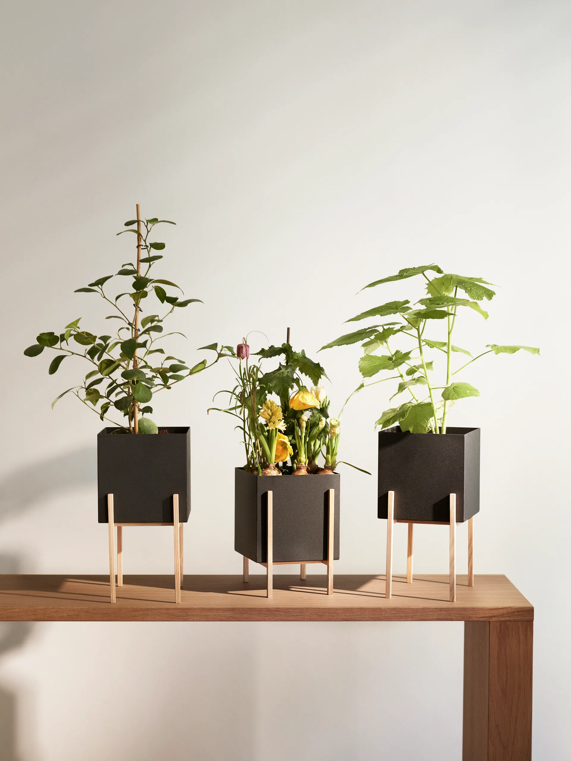 Botanic 底座花盆, 黑色_盒款 Design House Stockholm