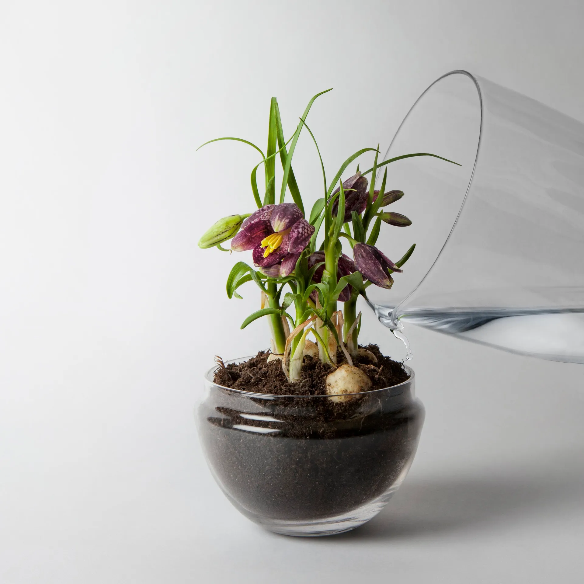Grow 温室花房, 中号_直径11cm Design House Stockholm