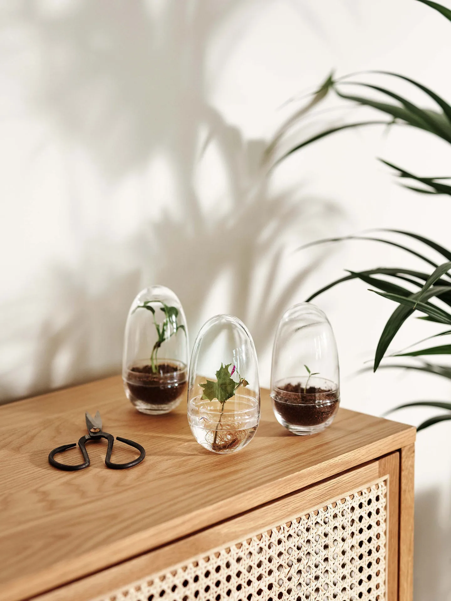 Grow 温室花房, 小号_直径8cm Design House Stockholm