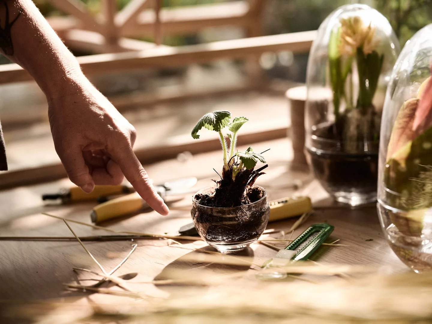 Grow 温室花房, 小号_直径8cm Design House Stockholm