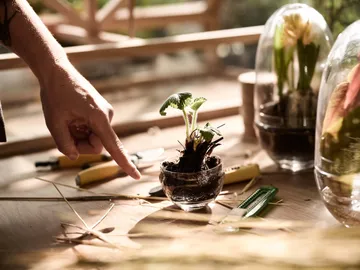 Grow 温室花房 - 小号_直径8cm - Design House Stockholm