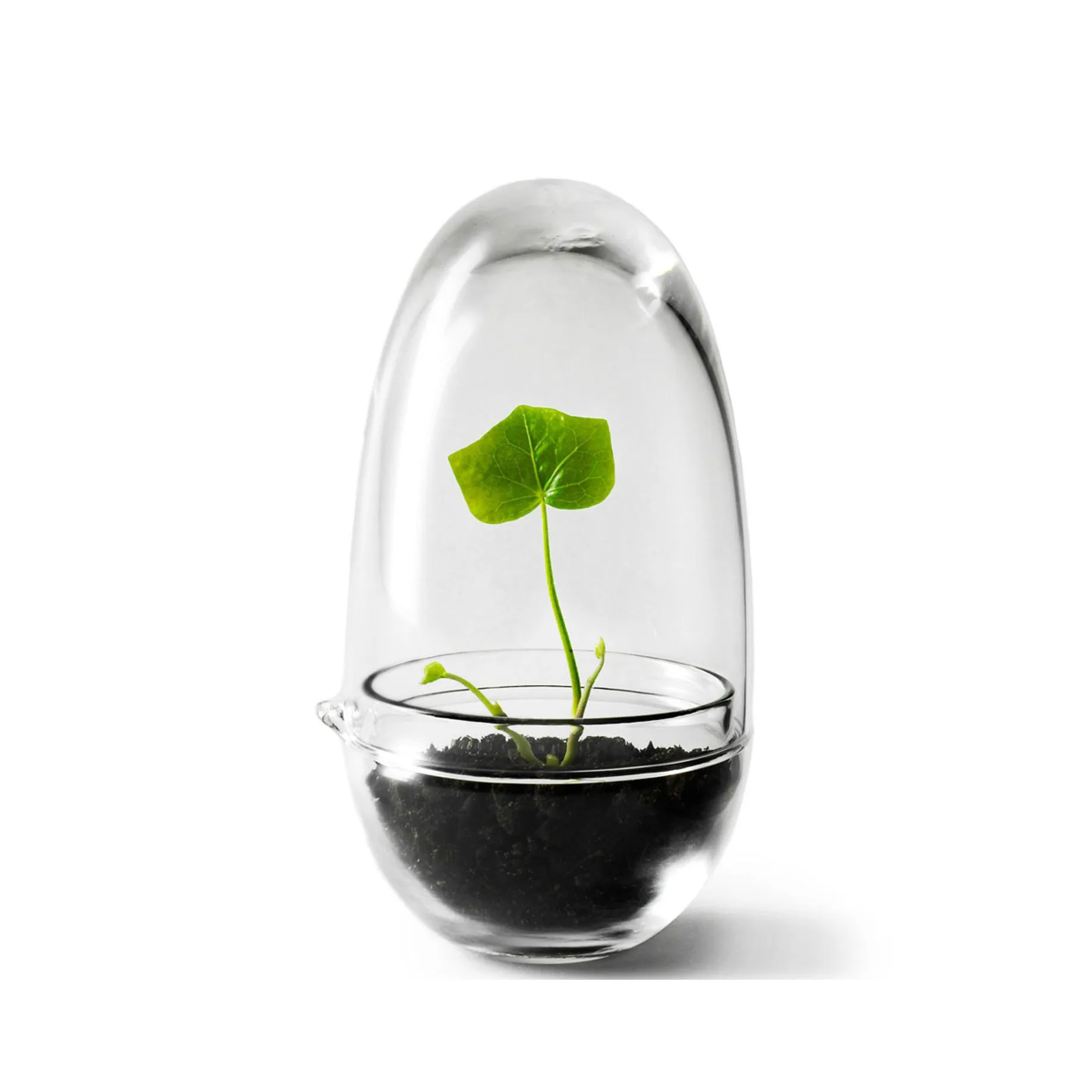 Grow 温室花房, 小号_直径8cm Design House Stockholm