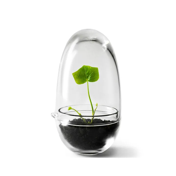 Grow 温室花房 - 小号_直径8cm - Design House Stockholm
