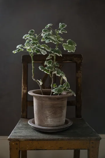 Ernst 带碟赤陶花盆 - Ø24x17cm - ERNST