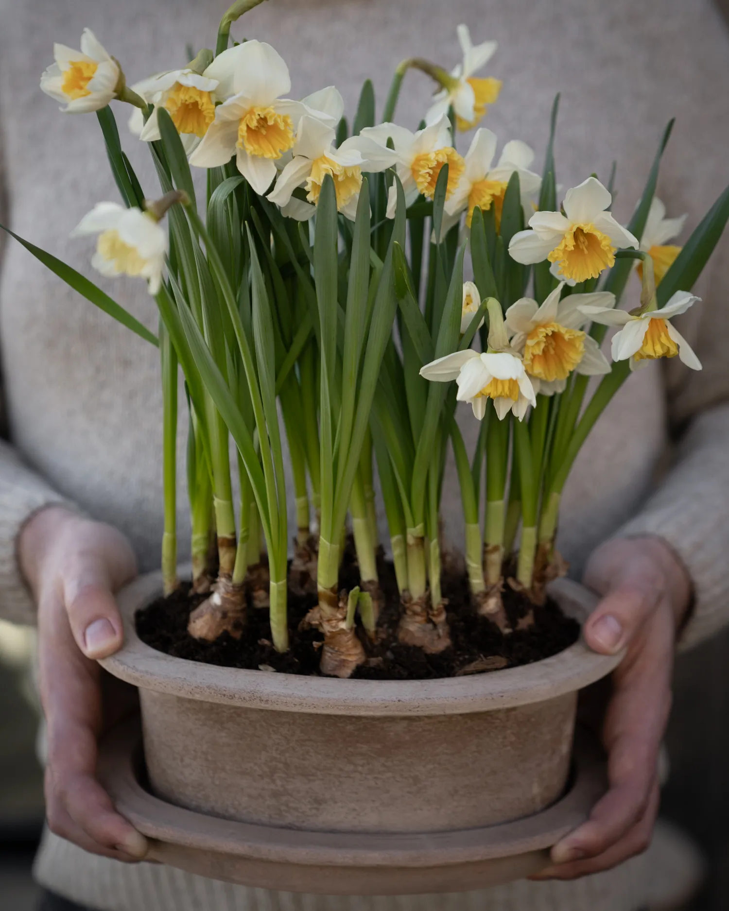 Ernst terracotta pot oval 2件, 褐色 ERNST