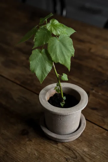 Ernst terracotta pot with 碟子 - Ø12x10 cm - ERNST