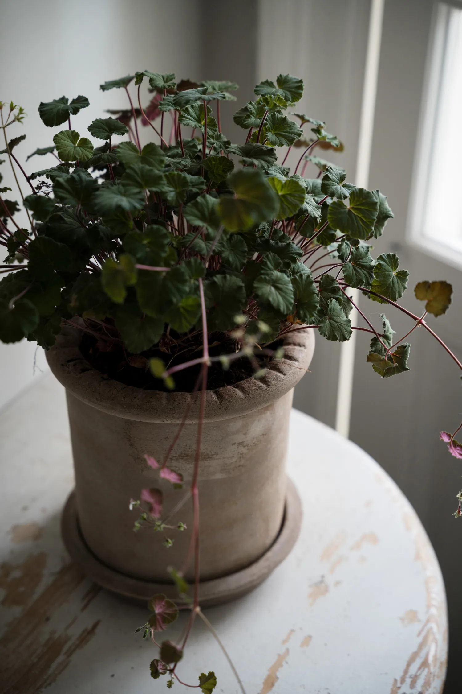 Ernst terracotta pot with 碟子, Ø20x20 cm ERNST