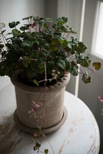 Ernst terracotta pot with 碟子 - Ø20x20 cm - ERNST