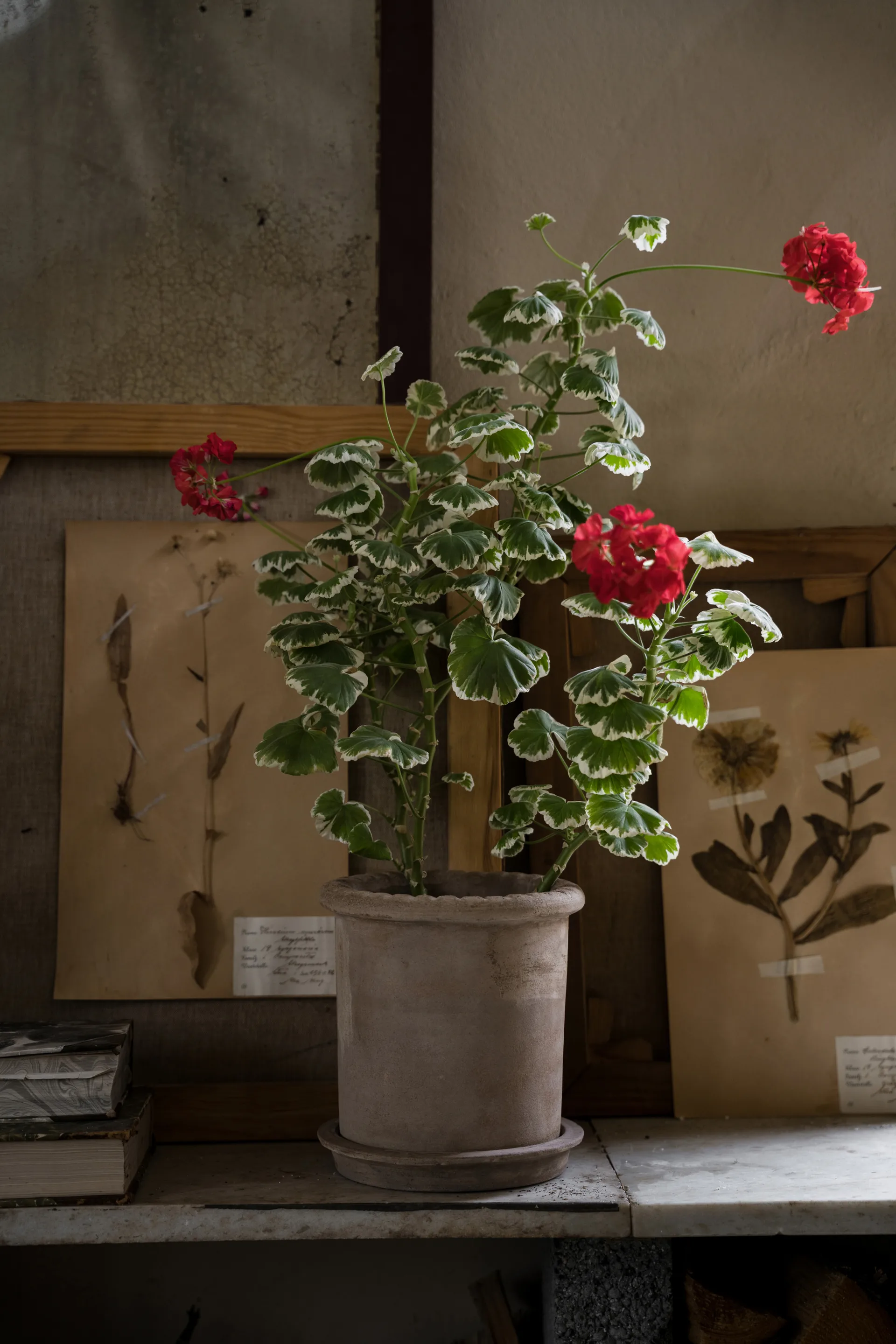 Ernst terracotta pot with 碟子, Ø20x20 cm ERNST