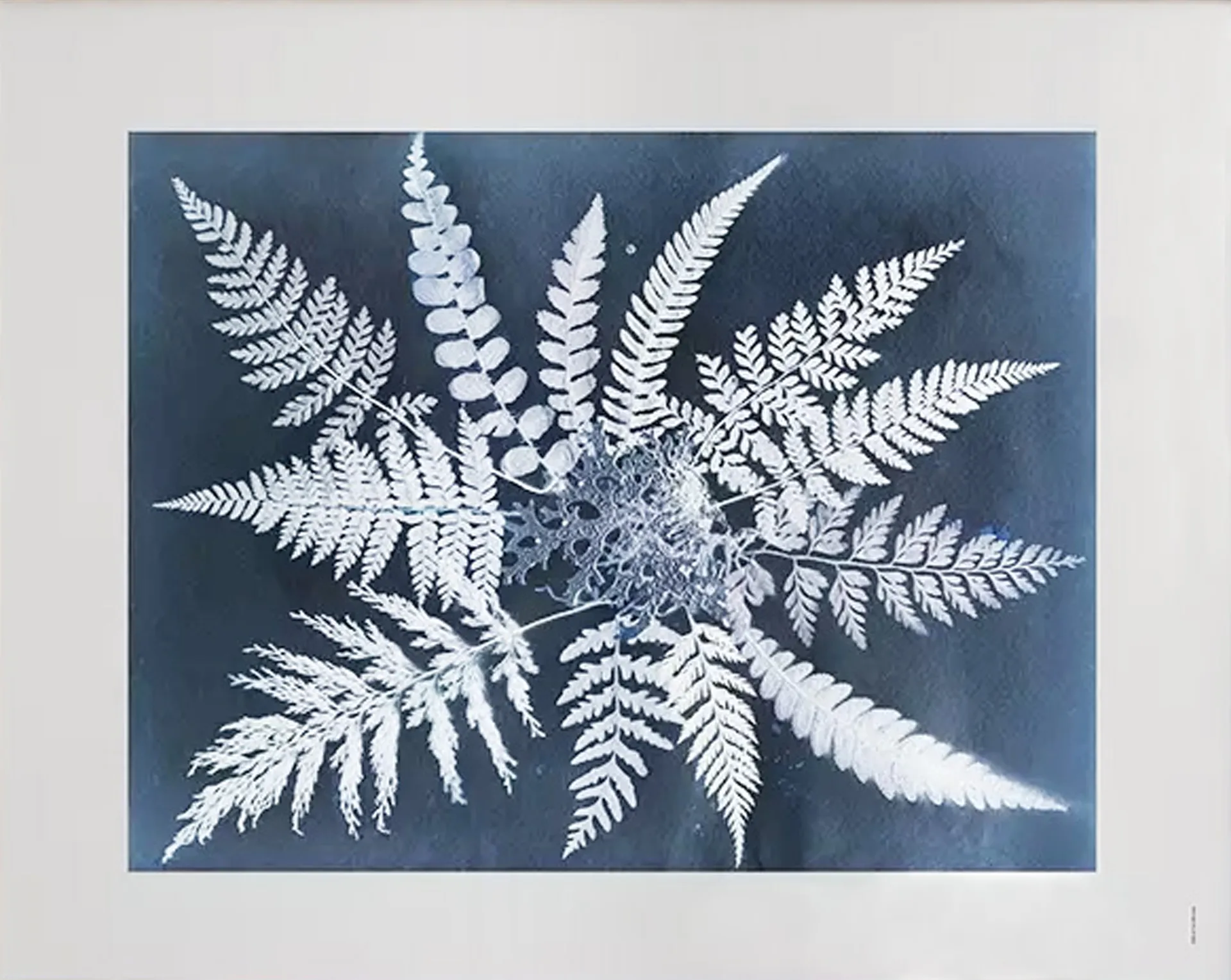 Fern star 海报, 40x50cm Fine Little Day
