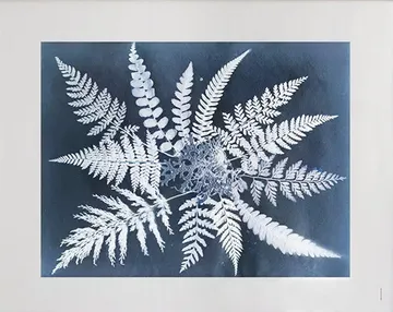 Fern star 海报 - 40x50cm - Fine Little Day