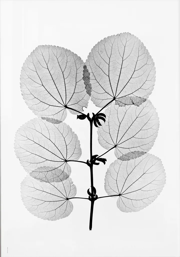 Katsura 海报 - 70x100cm - Fine Little Day