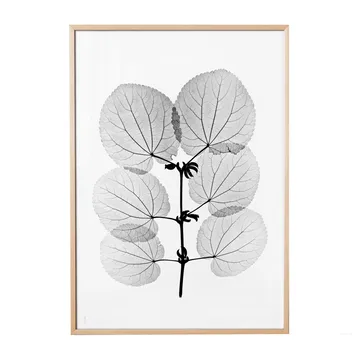 Katsura 海报 - 70x100cm - Fine Little Day
