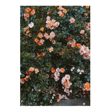 Rose 海报 - 70x100cm - Fine Little Day