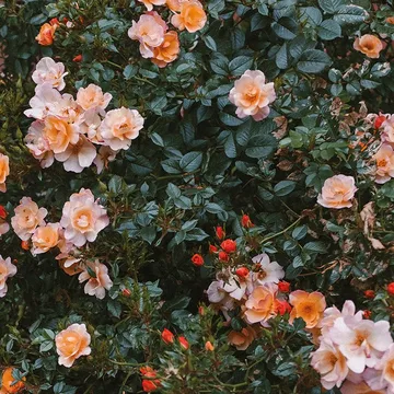 Rose 海报 - 70x100cm - Fine Little Day