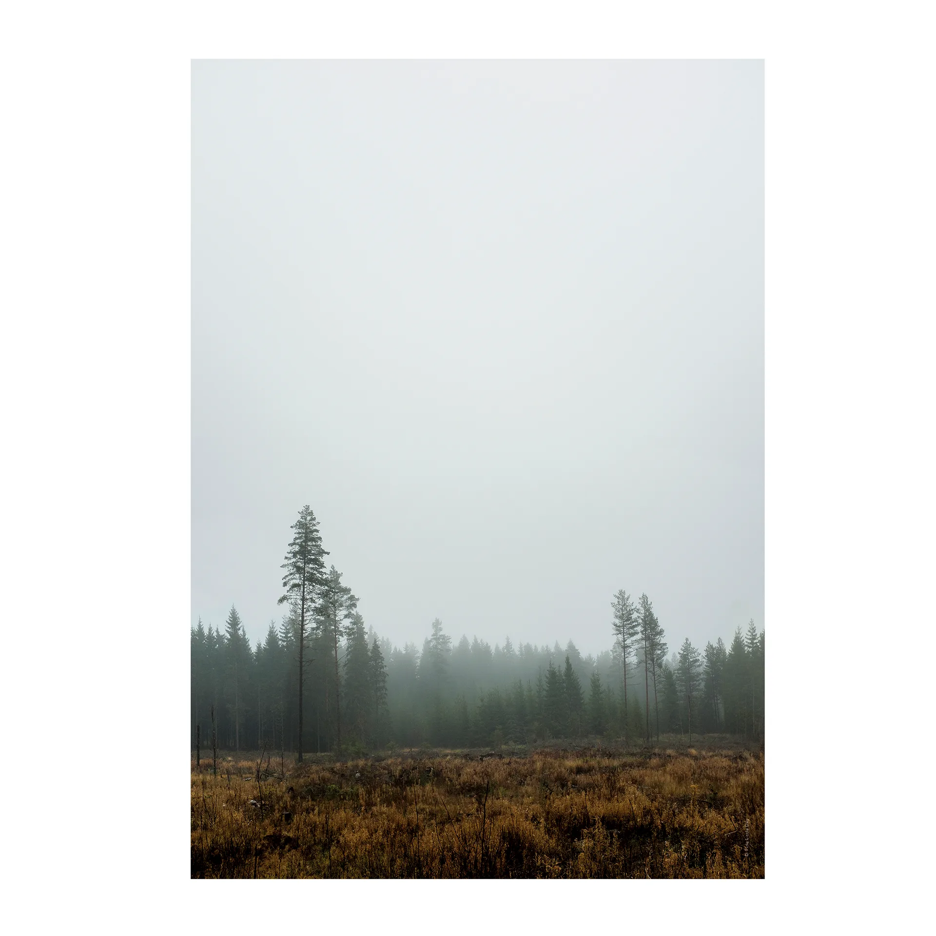 Skog 海报, 70x100cm Fine Little Day