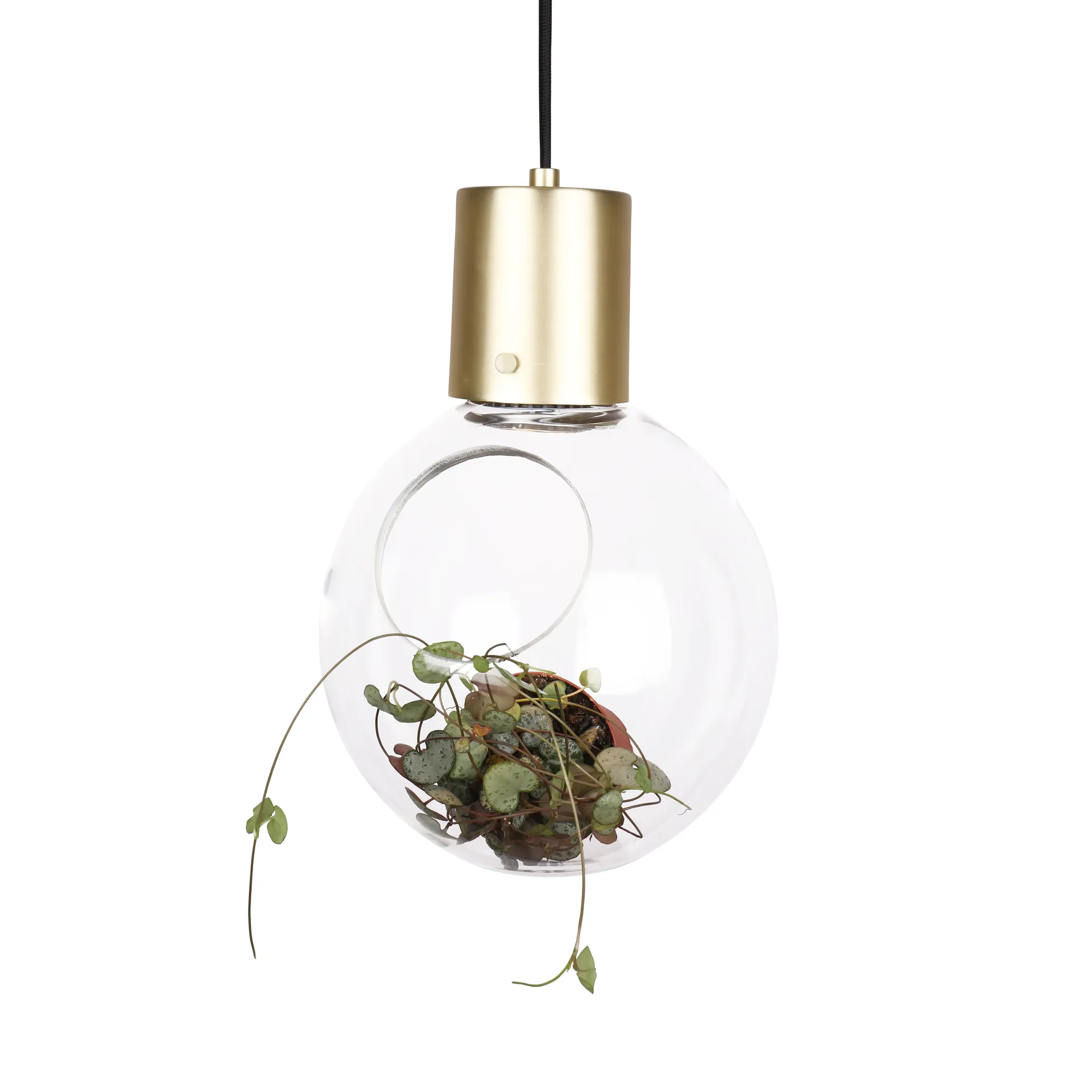 Mini Hole ceiling 灯, clear-brass Globen Lighting