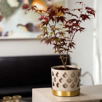 Trio Drop 米色花盆 带黄铜碟 - 中号_Ø18cm - KLONG