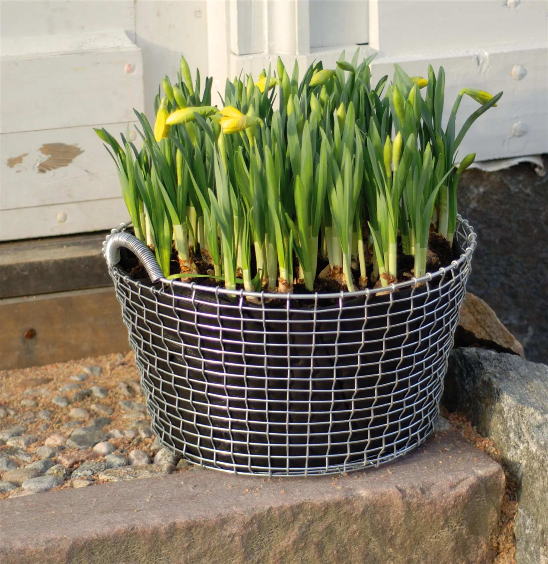 Korbo棉织种植袋 三件套装, 24 l KORBO