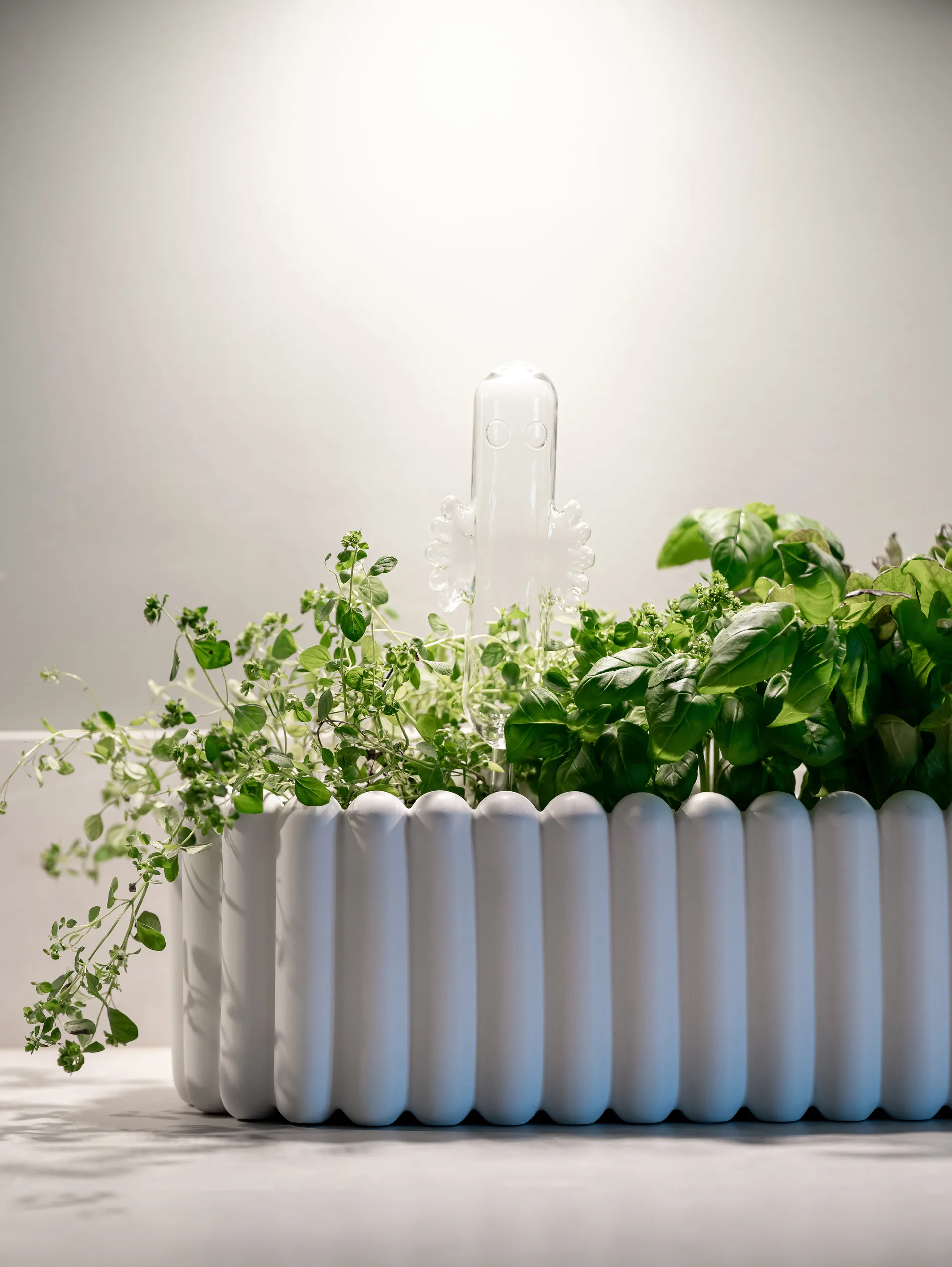 Hattifattener watering 玻璃, 透明 Muurla