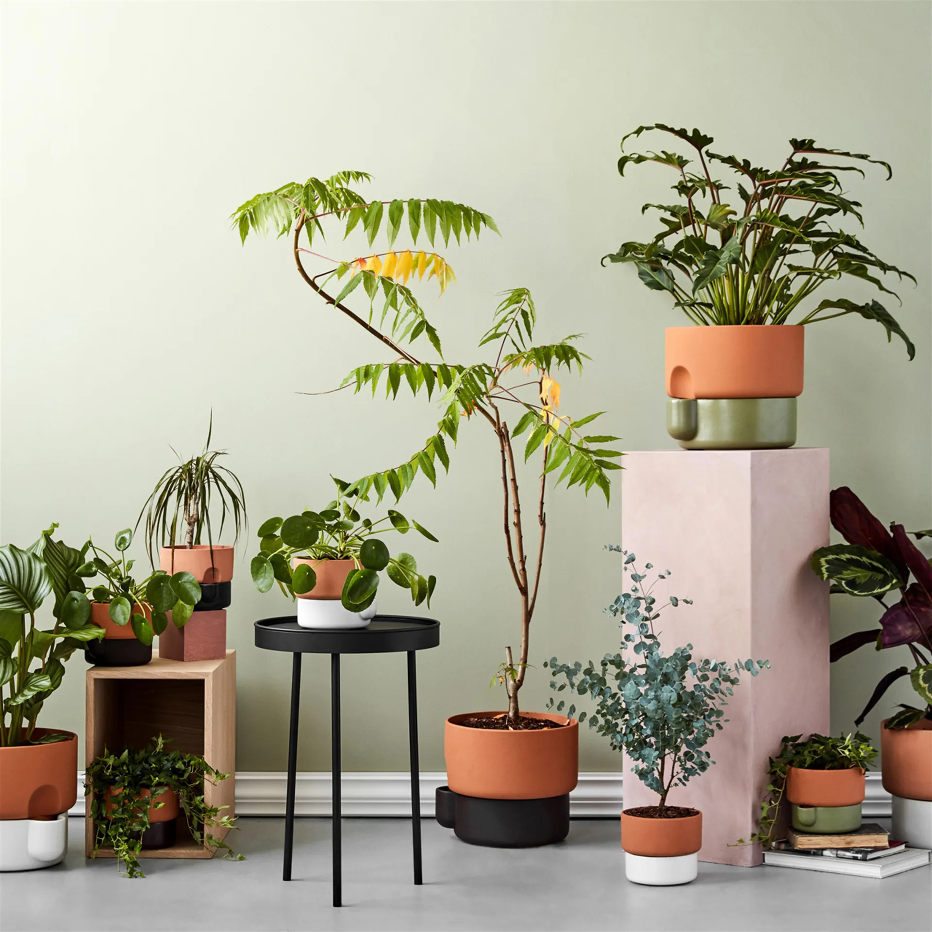 Oasis self-watering 花盆  large, dark棕色 Northern