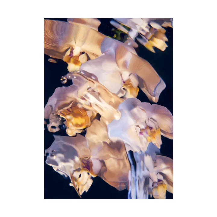 Flora Aquatica 01 海报 - 30x40cm - Paper Collective