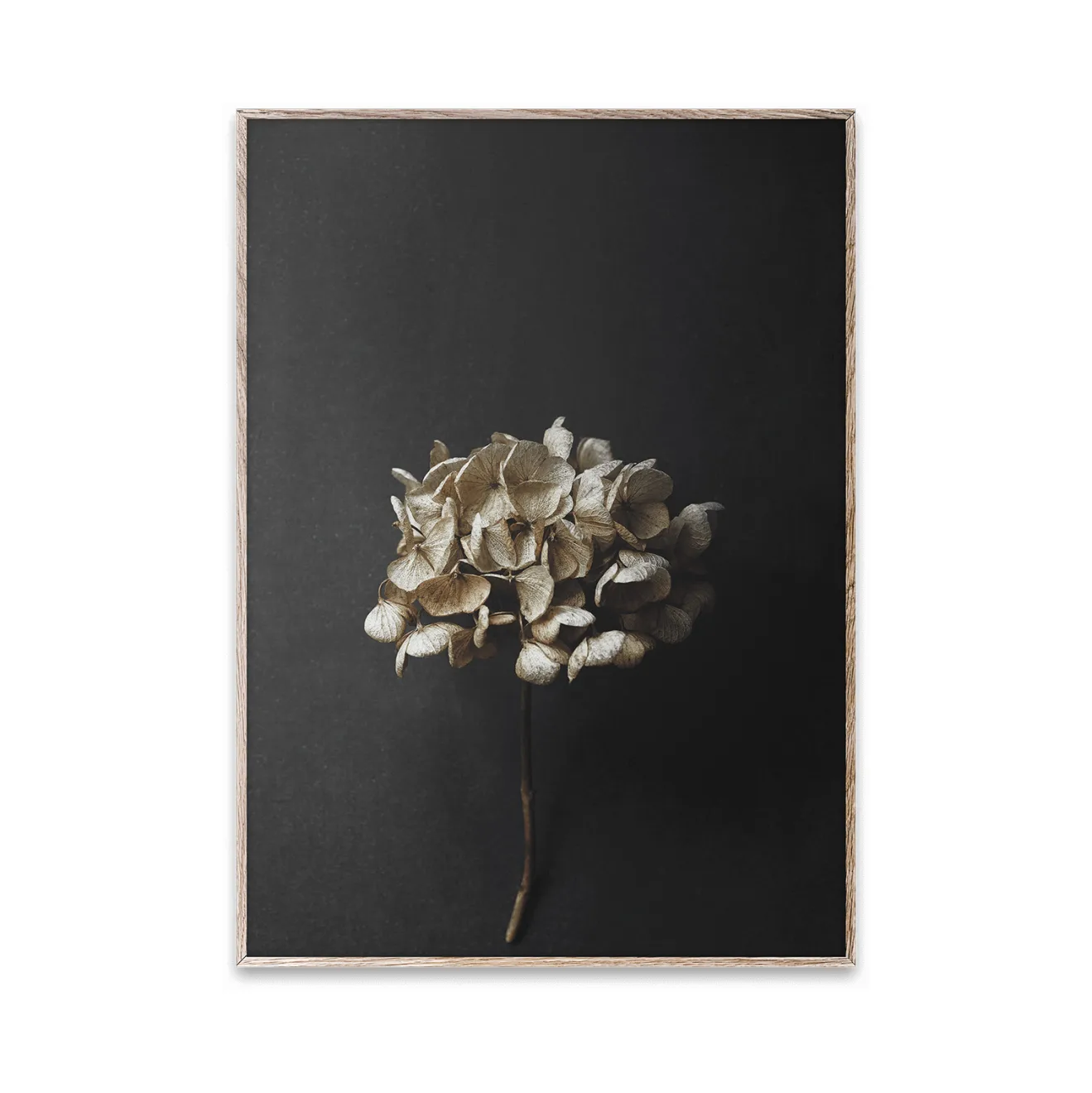 Sto Life 04 Hydrangea 海报, 30x40cm Paper Collective