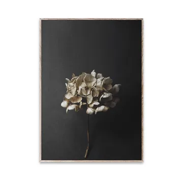 Sto Life 04 Hydrangea 海报 - 30x40cm - Paper Collective