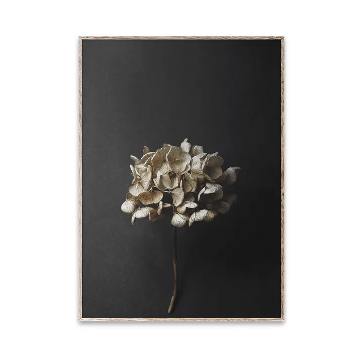 Sto Life 04 Hydrangea 海报 - 30x40cm - Paper Collective