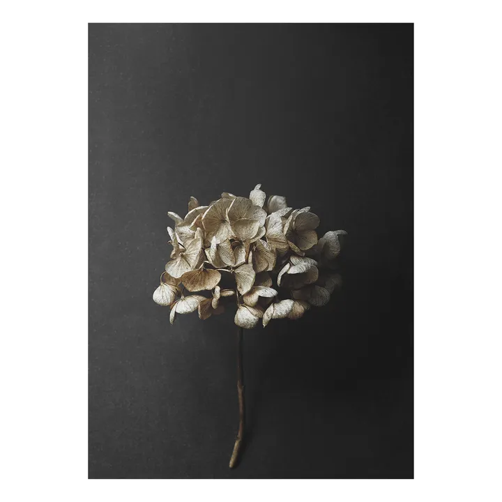 Sto Life 04 Hydrangea 海报 - 30x40cm - Paper Collective