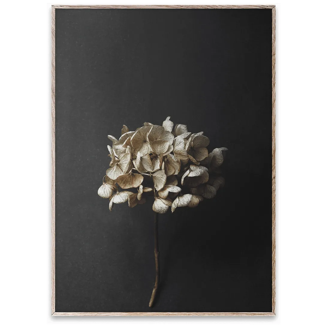 Sto Life 04 Hydrangea 海报, 50x70cm Paper Collective